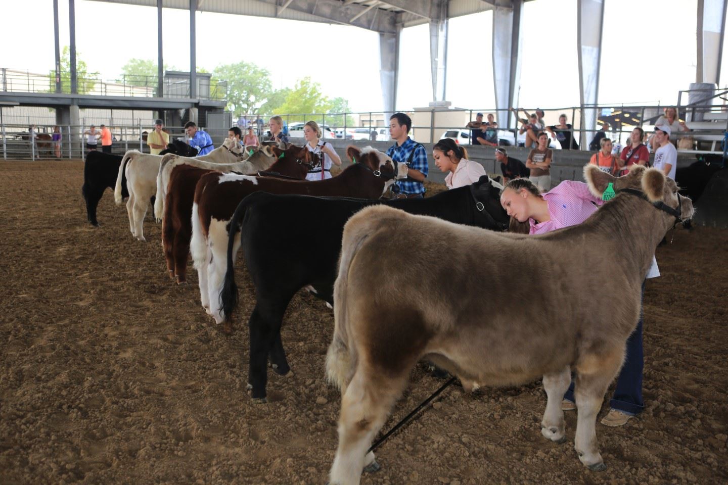 Pasadena Livestock Show & Rodeo Prospect Show