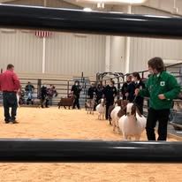 Goat Show Rules and Registration Link