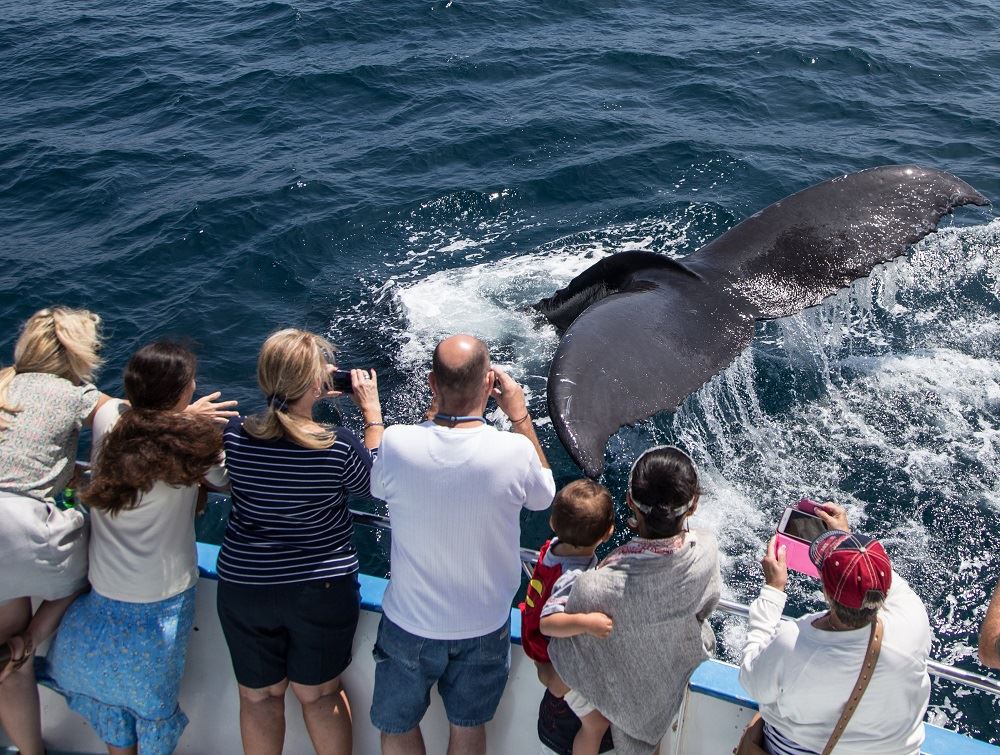 Gray Whale Migration Cruise Special