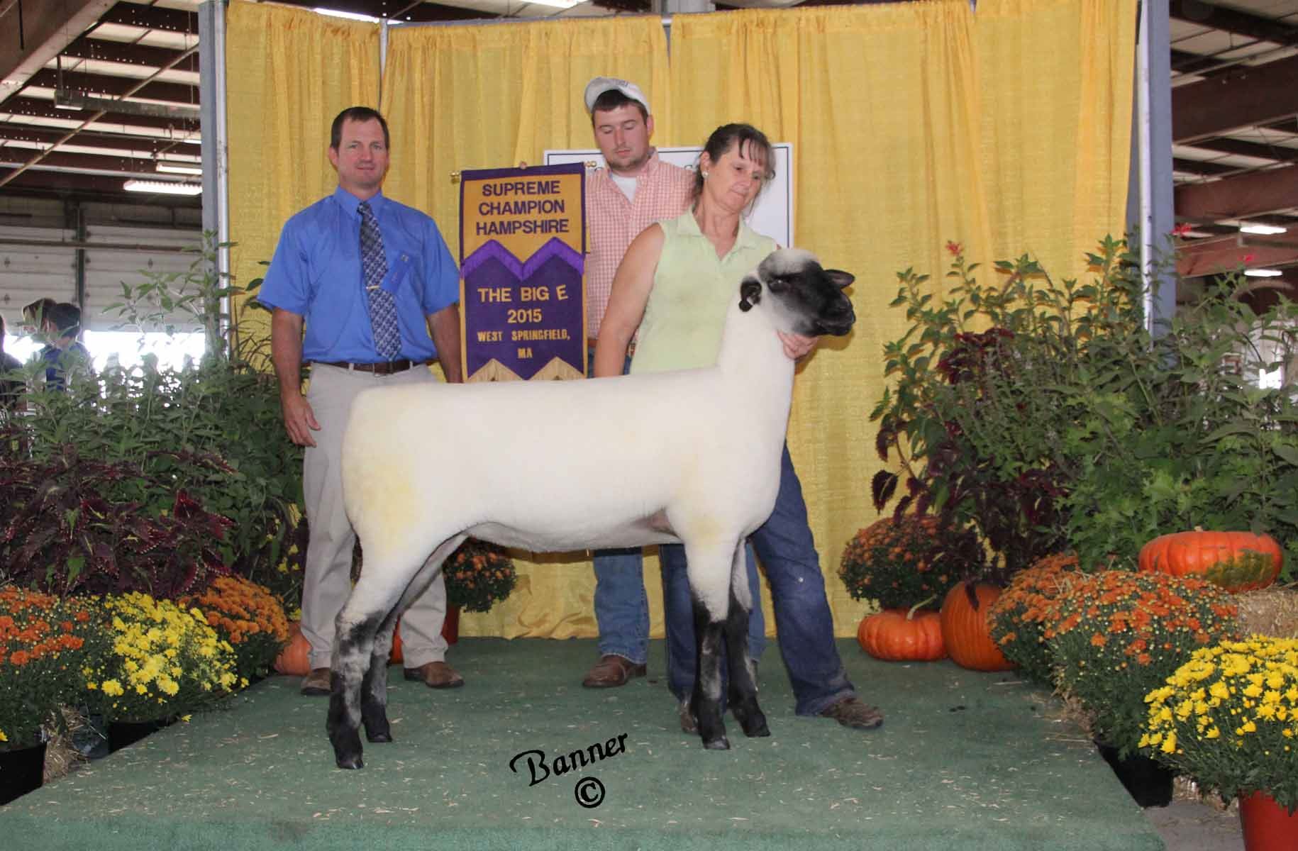 2015 Hampshire Sheep Shop Pictures