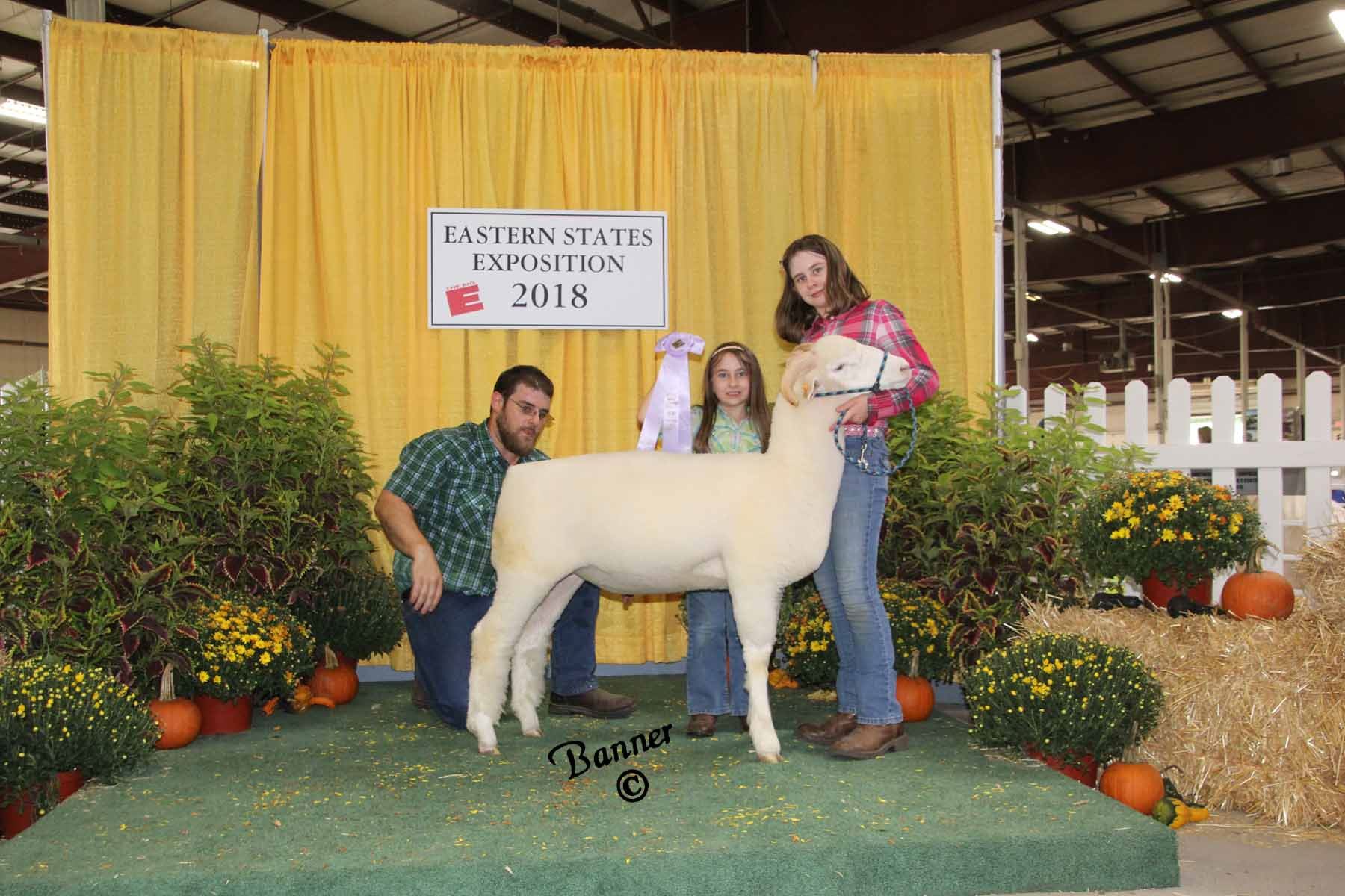 2018 Sheep Show Photos Week 1