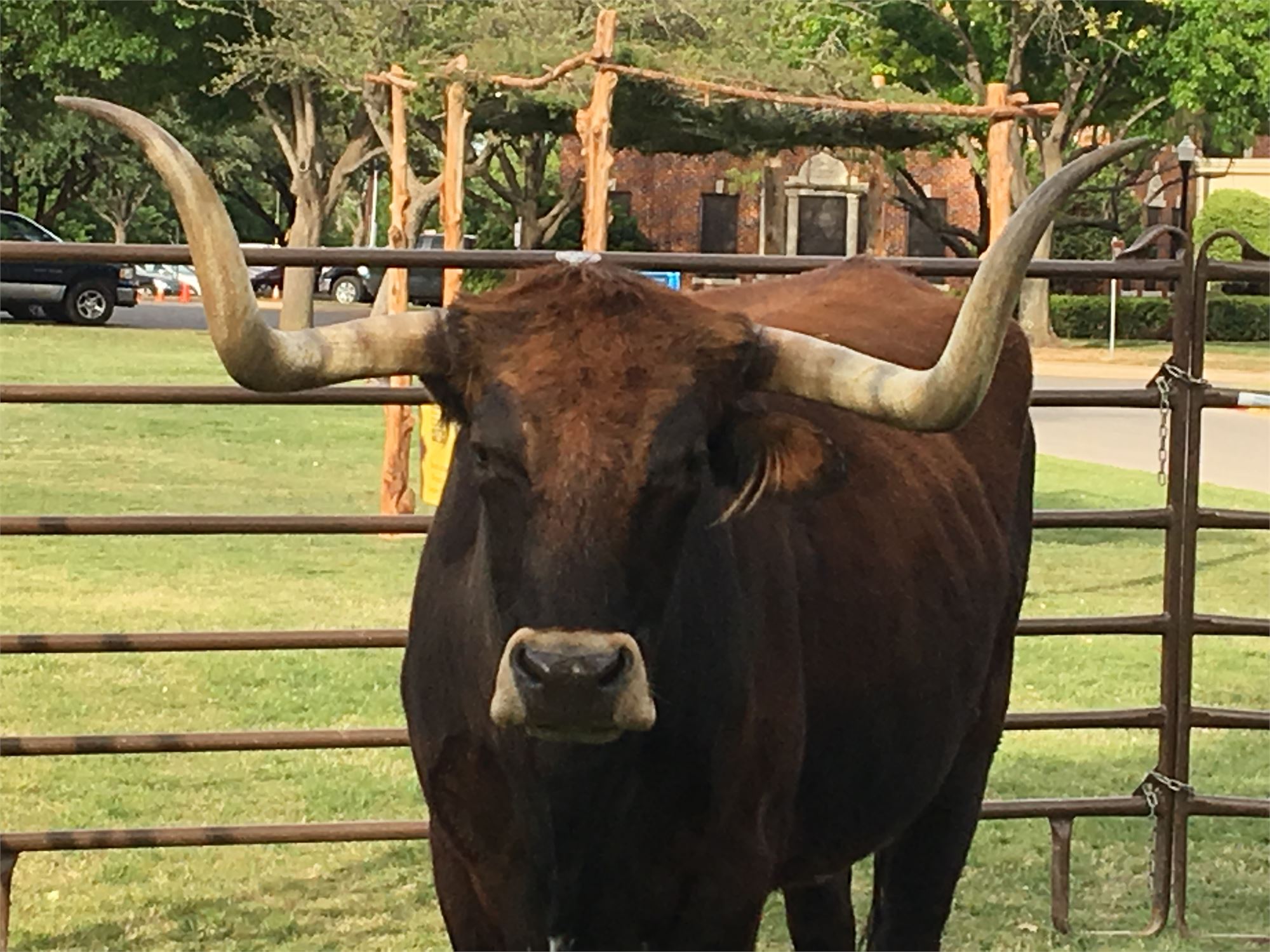 Bison and Longhorn Tour