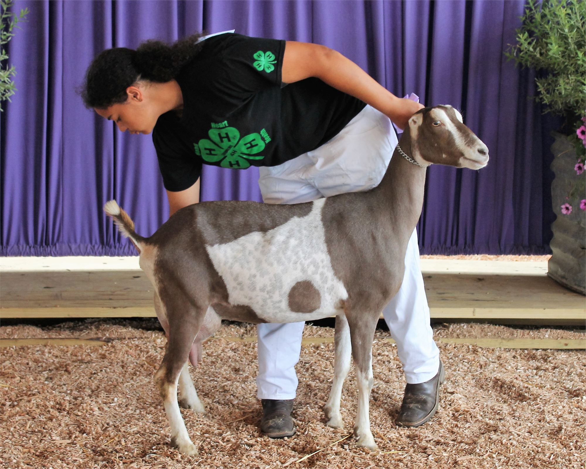 National Dairy Goat Show 2024 Thea Abigale