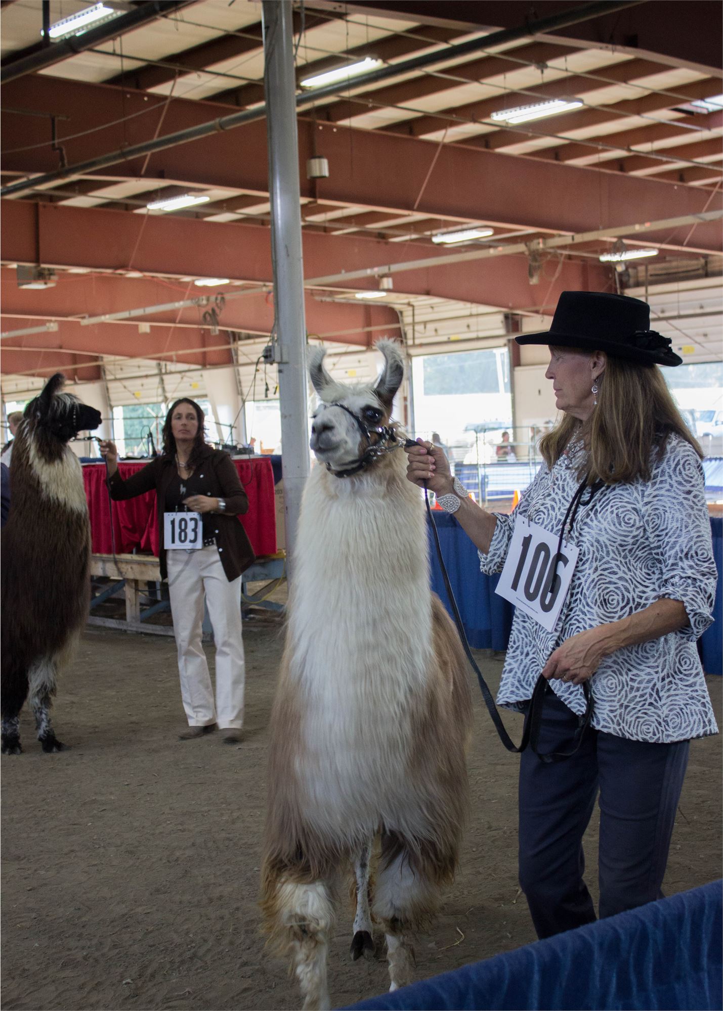 2017 Llama Show Pictures