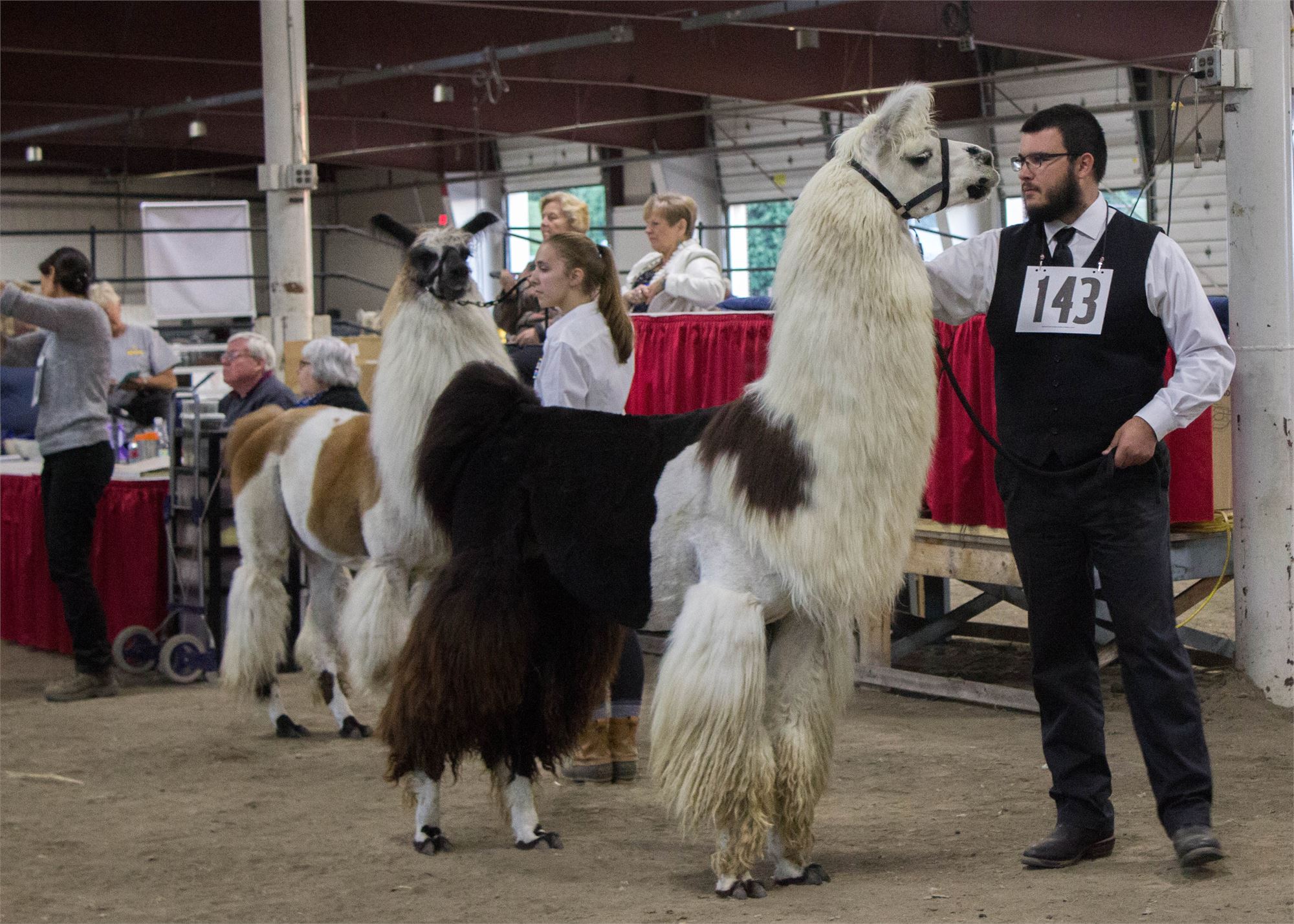 2017 Llama Show Pictures