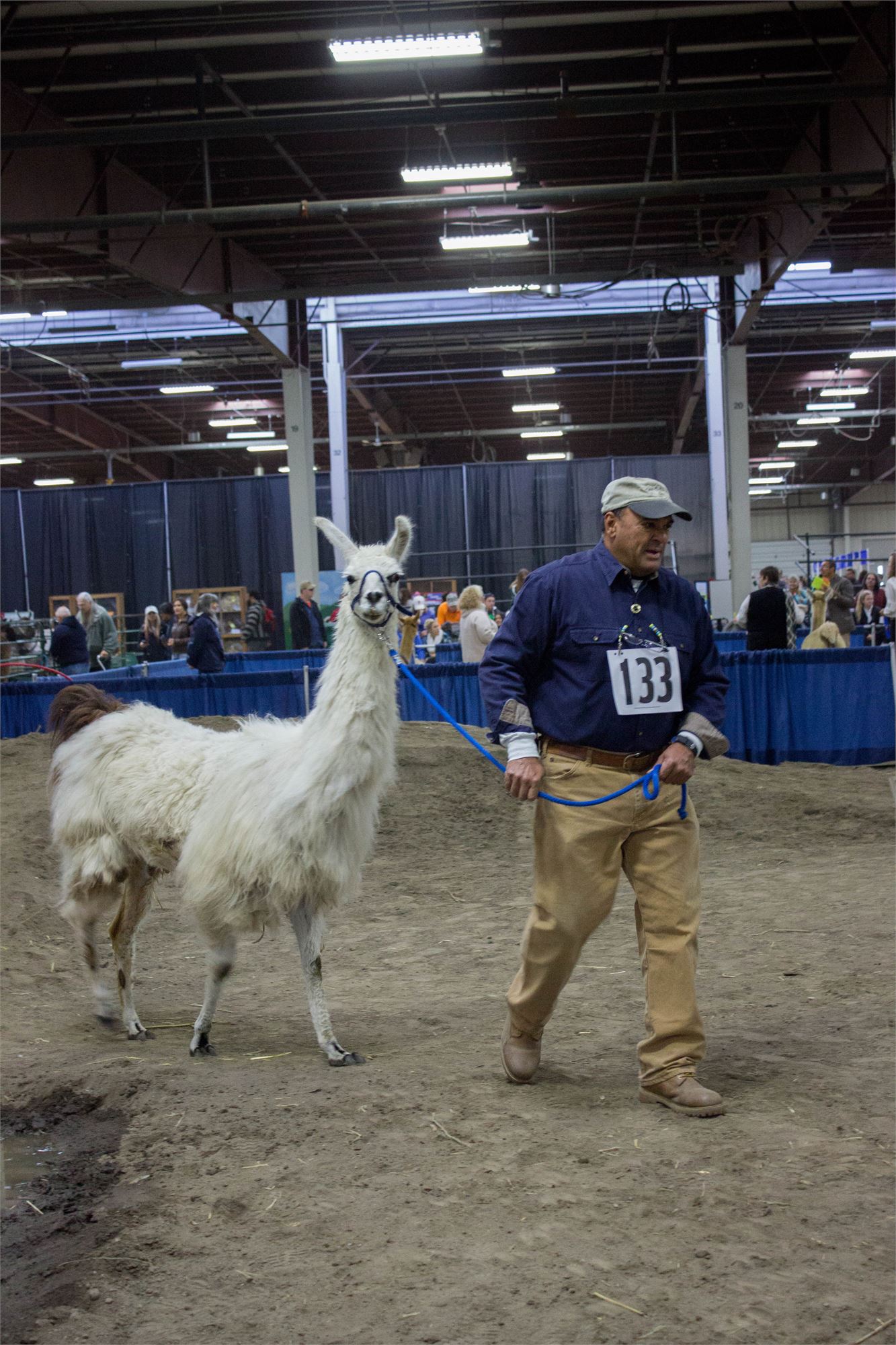 2017 Llama Show Pictures
