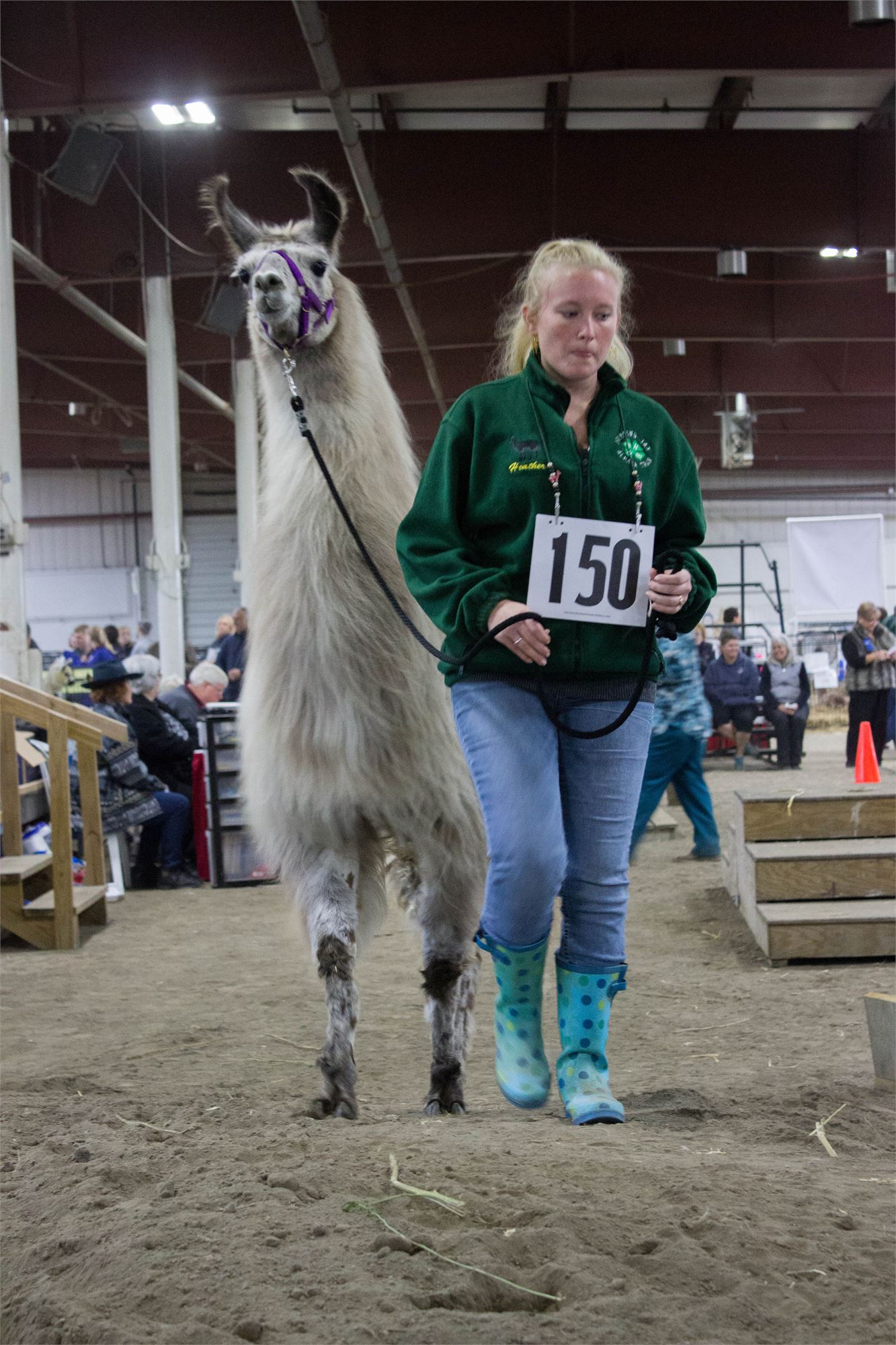 2017 Llama Show Pictures