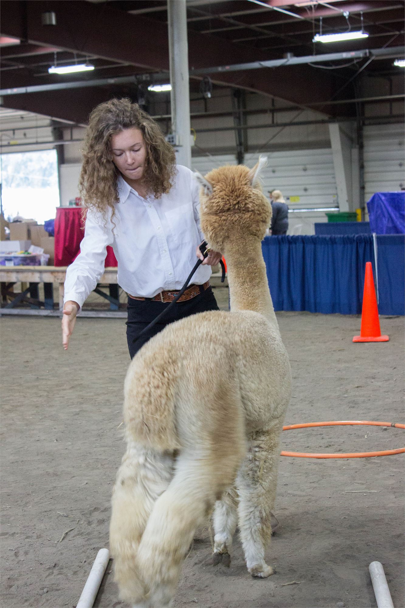 2017 Alpaca Show Photos