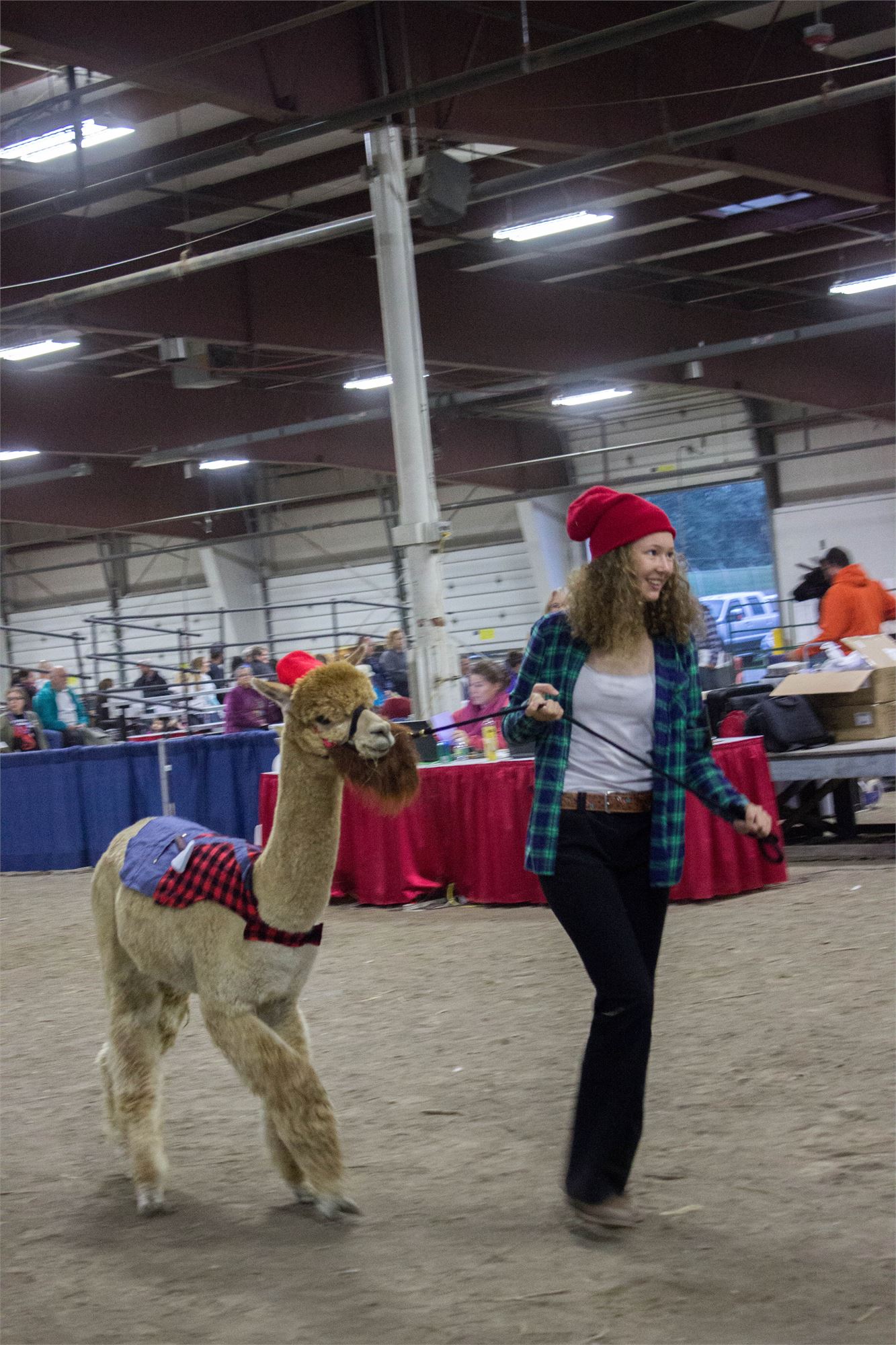 2017 Alpaca Show Photos