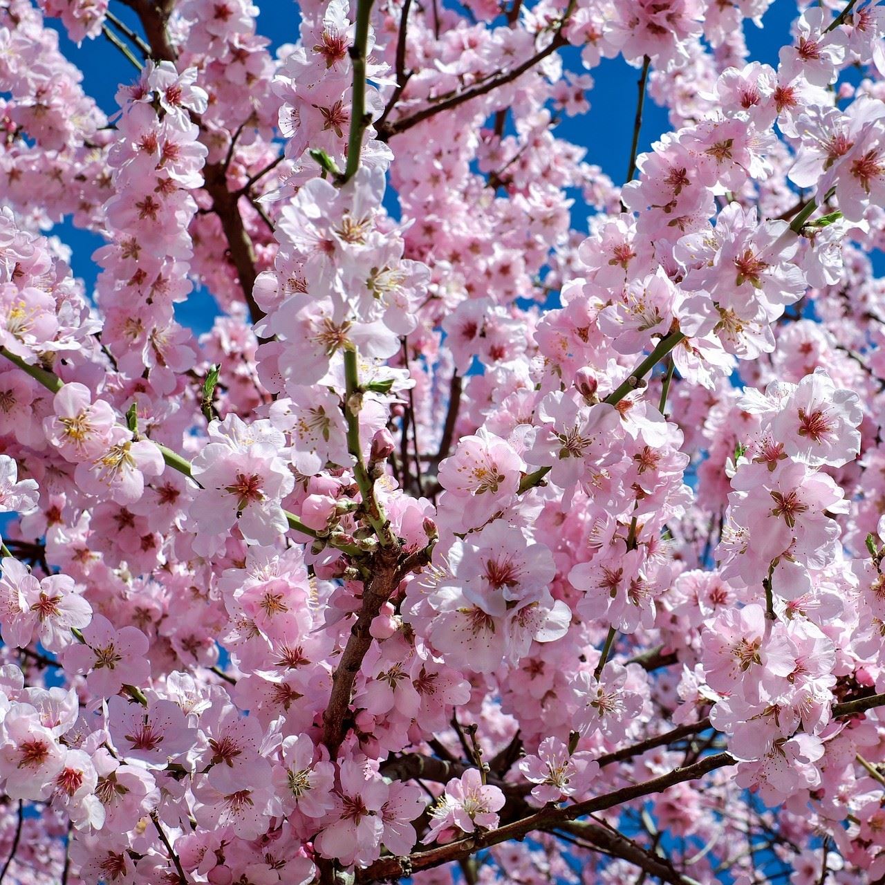 Orange County Cherry Blossom Festival Buena Park, CA