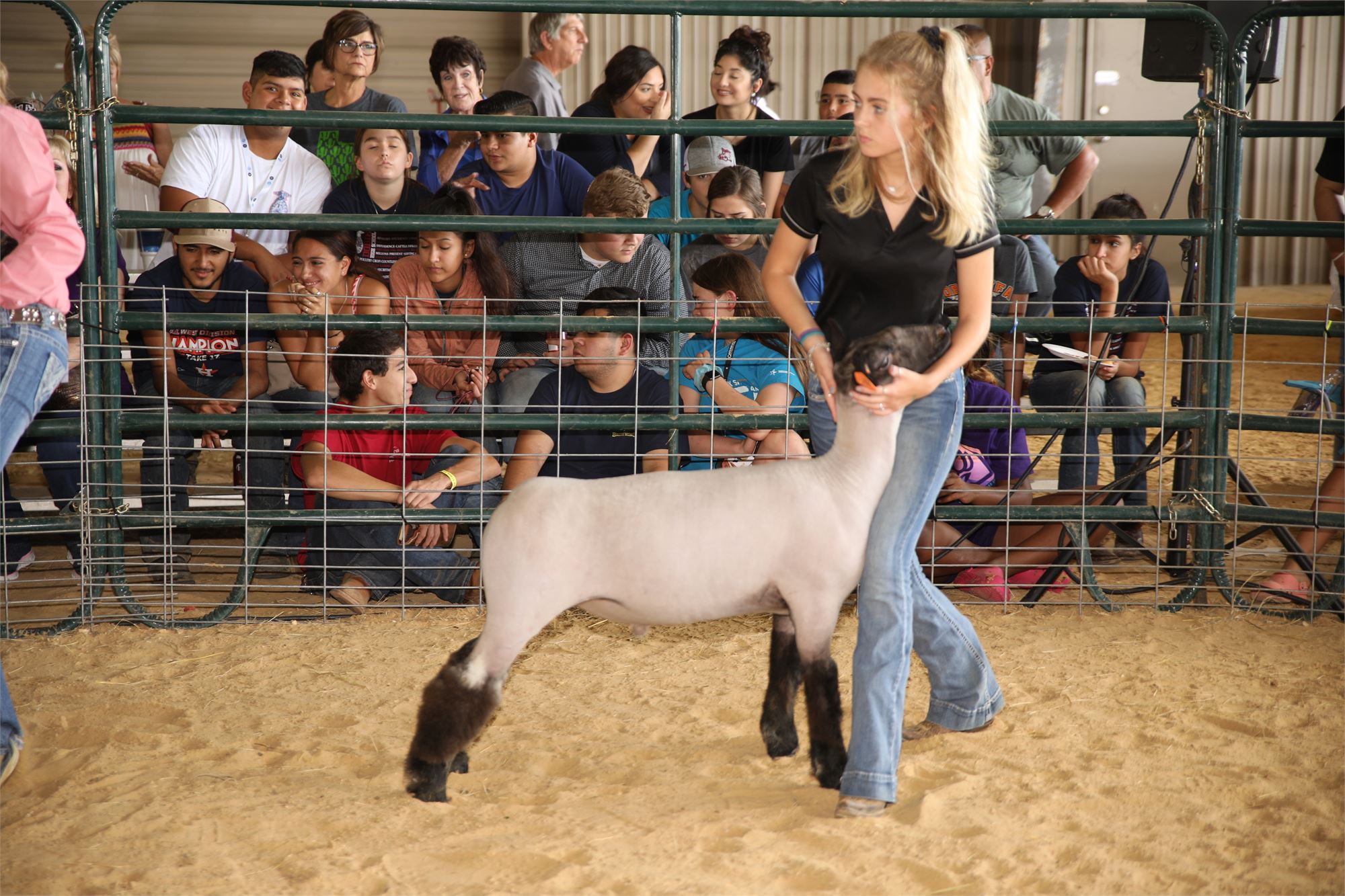 Castration Bander Goats Sheep Calves W/Bands - Pasadena Music Academy –  Music Lessons in Pasadena