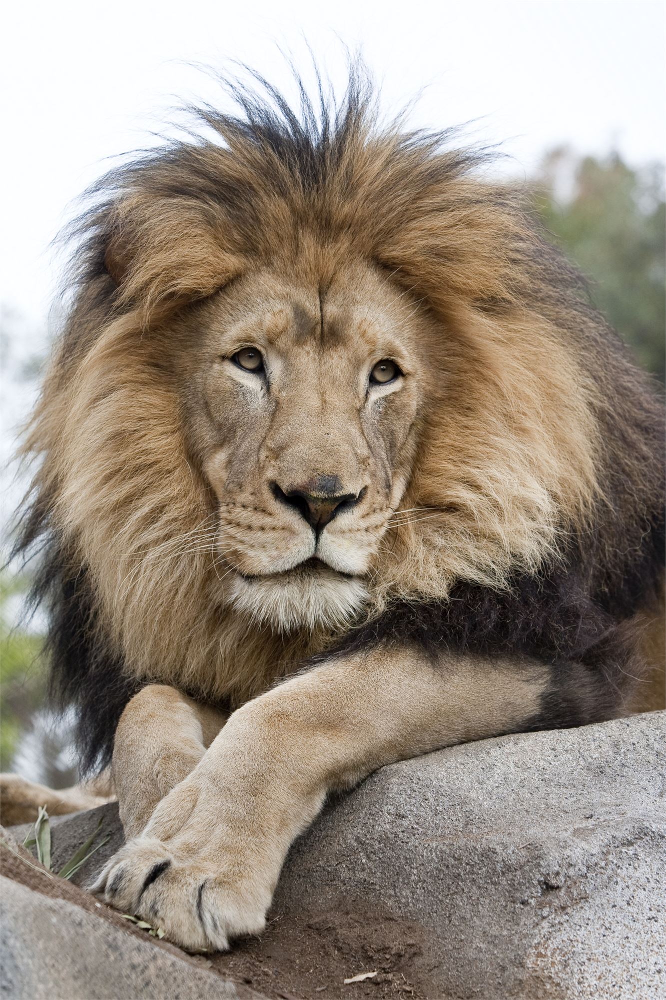 San Diego Zoo | Buena Park, CA