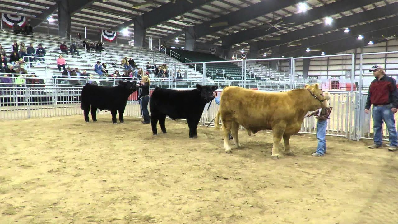 uvalde-county-junior-livestock-show