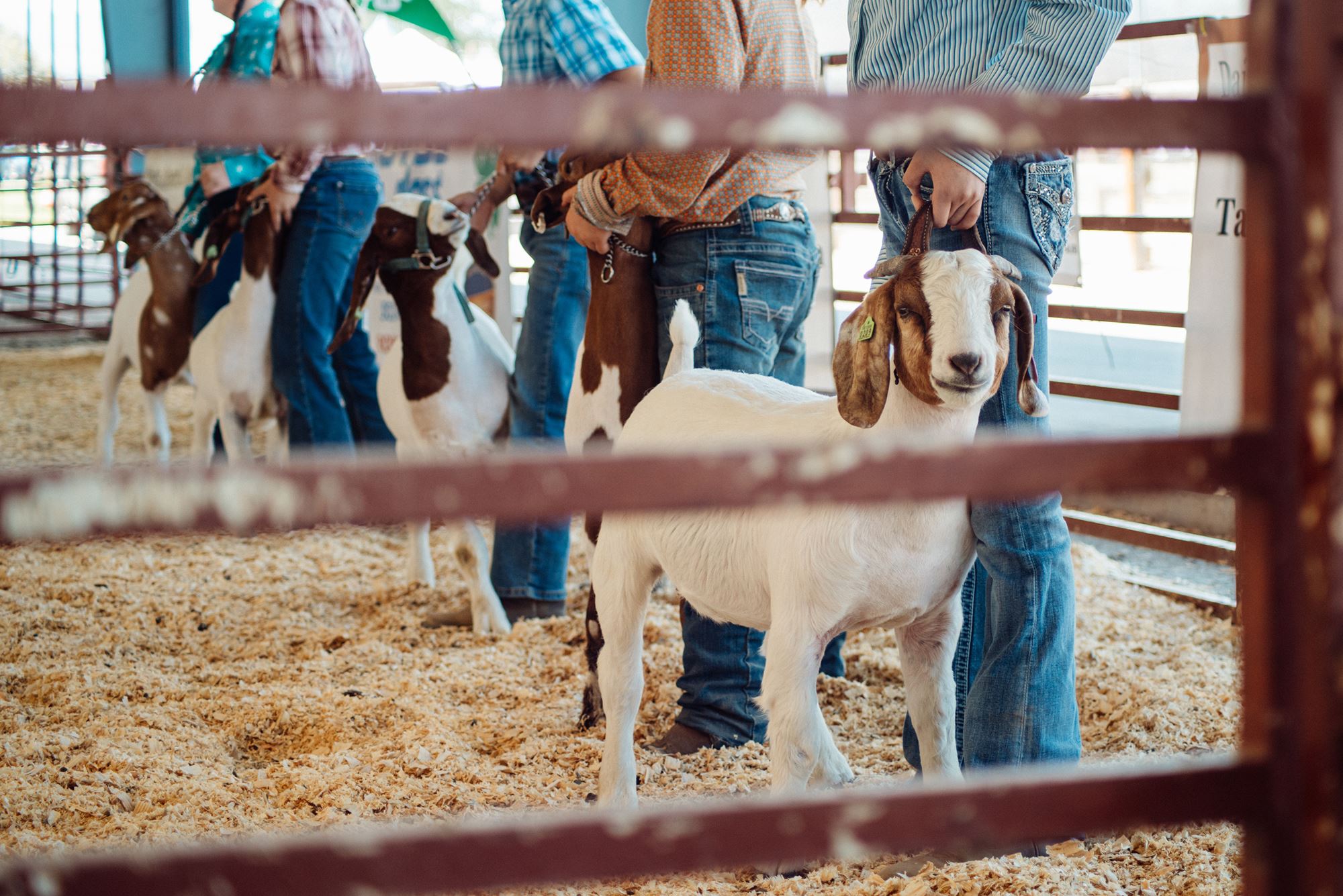 4-h And Ffa Goat Show