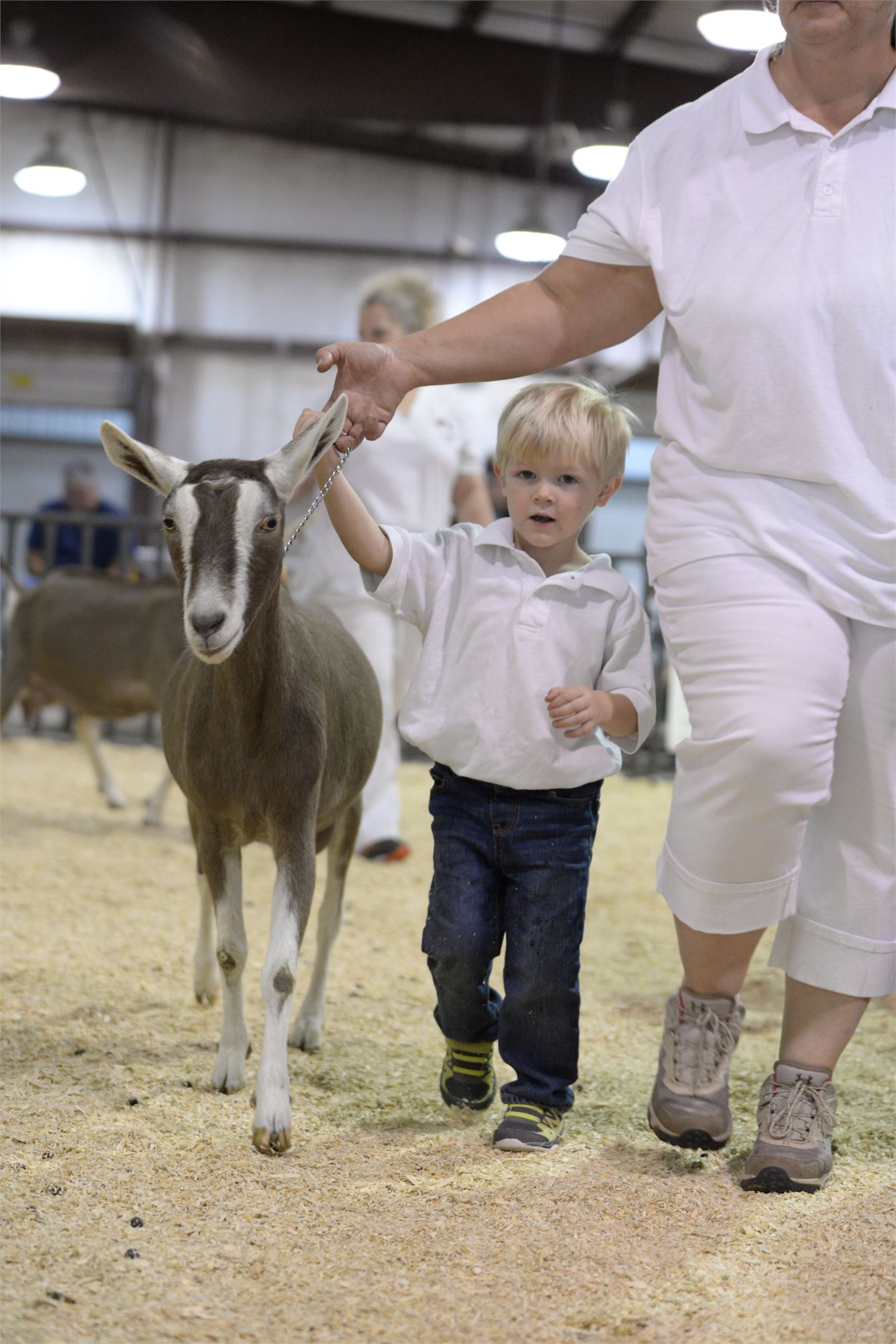 goat, halter, little boy, blue jeans, lady in white