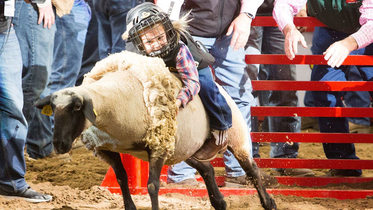 Mutton Bustin'