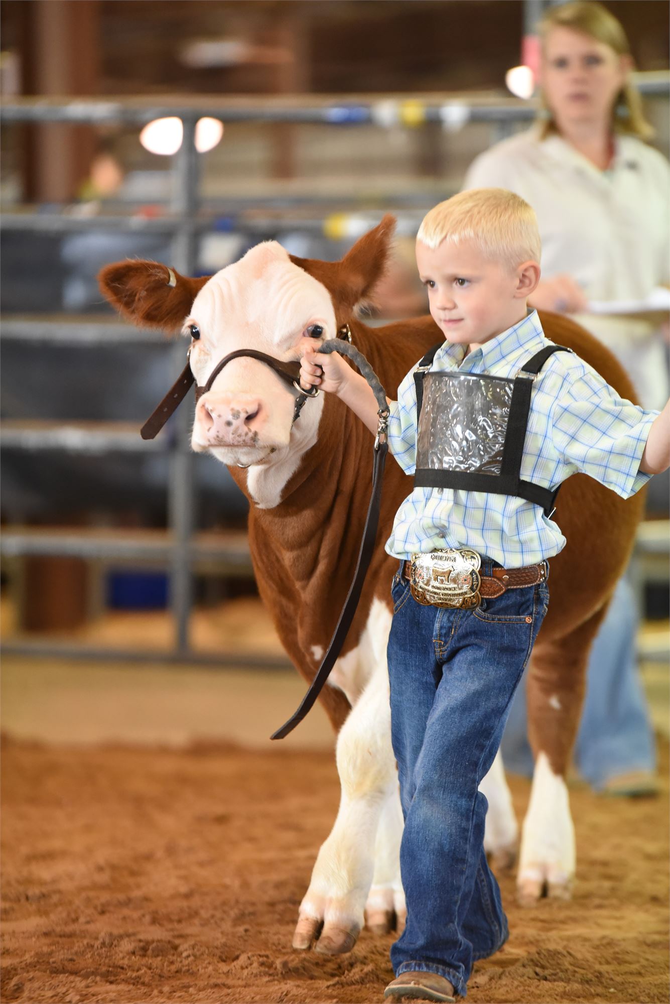 red and white calf, little boy, showstick, halter, jeans, boots, belt, belt buckle