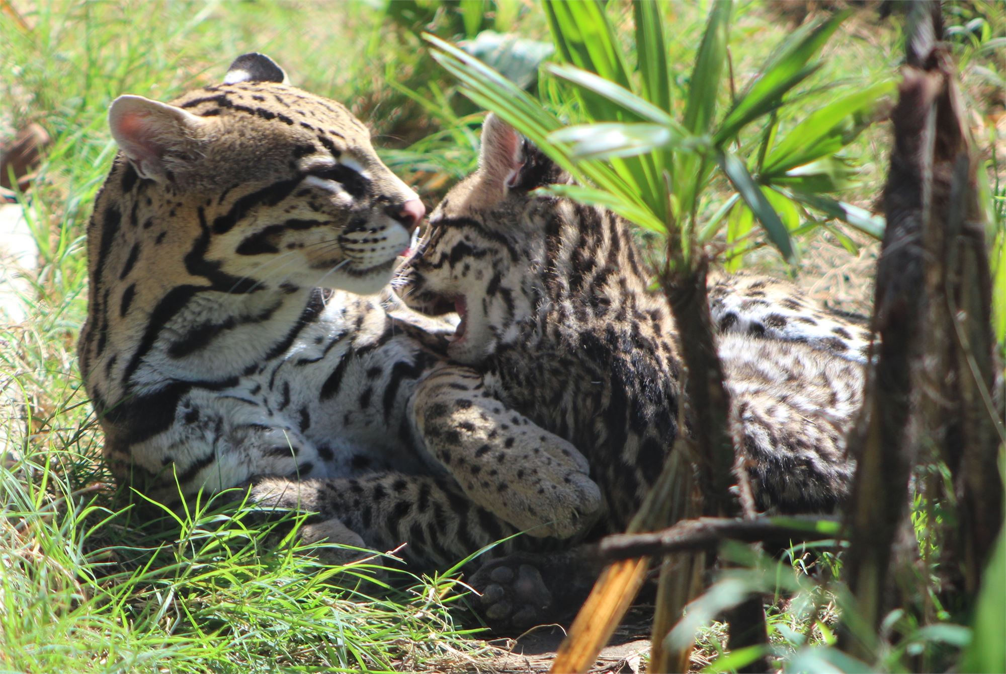 Zoo breeding. Оцелот. Оцелот фото. Оцелот и Рысь. Оцелот малыш.