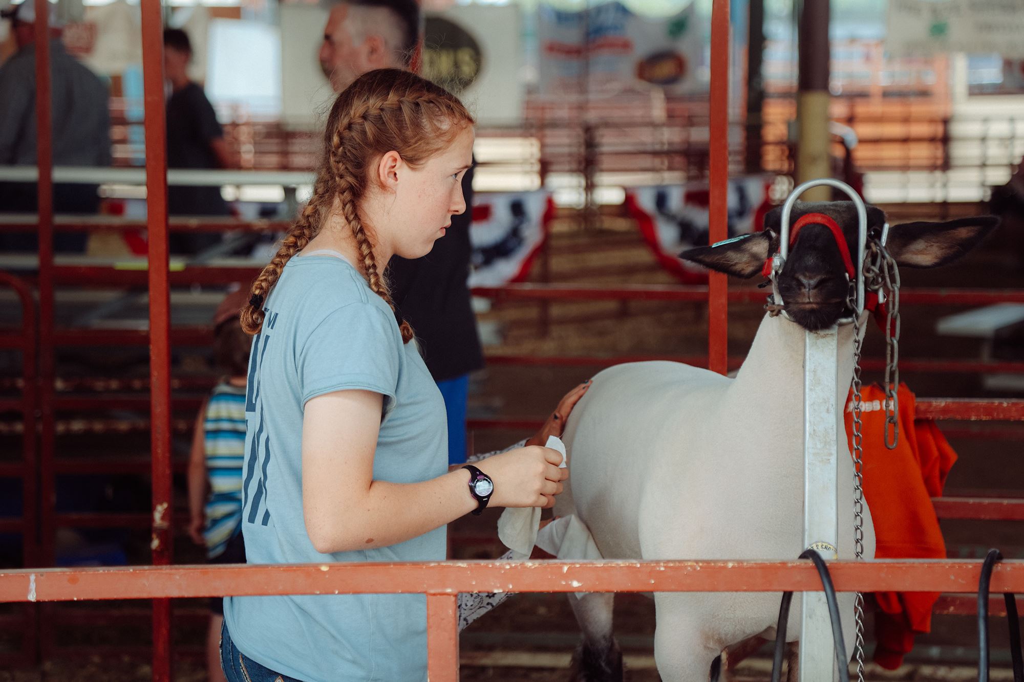 4H and FFA Sheep Show