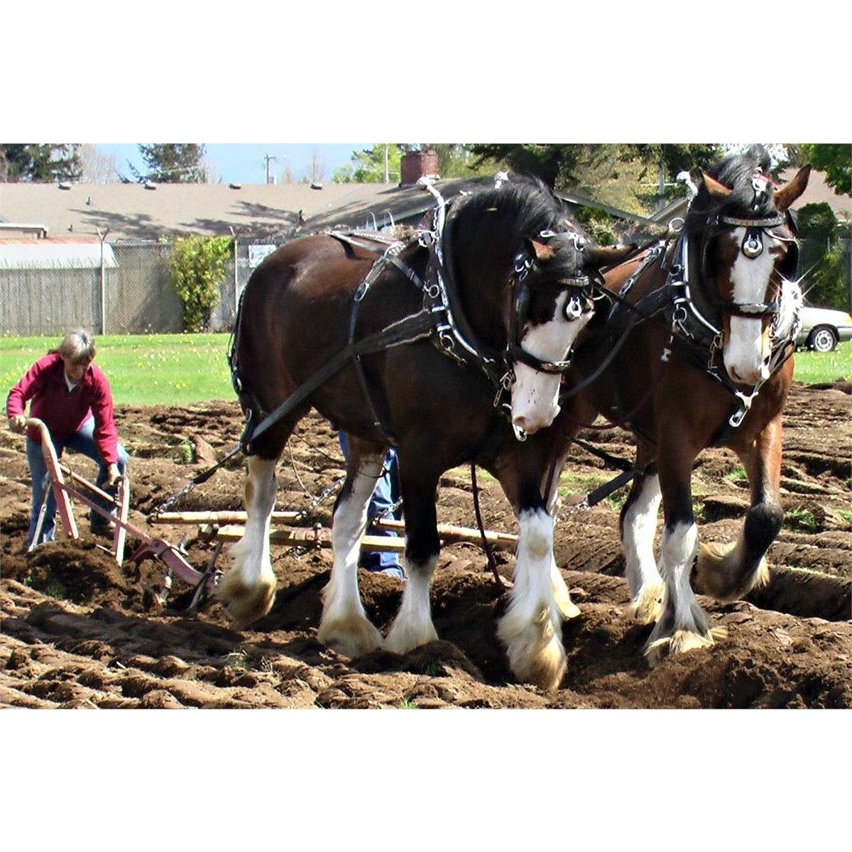 International Plowing Match