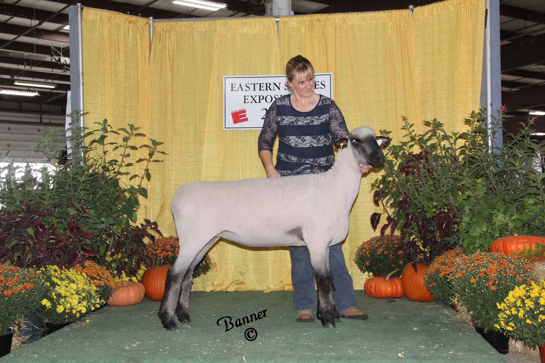 2015 Shropshire Sheep Show Pictures