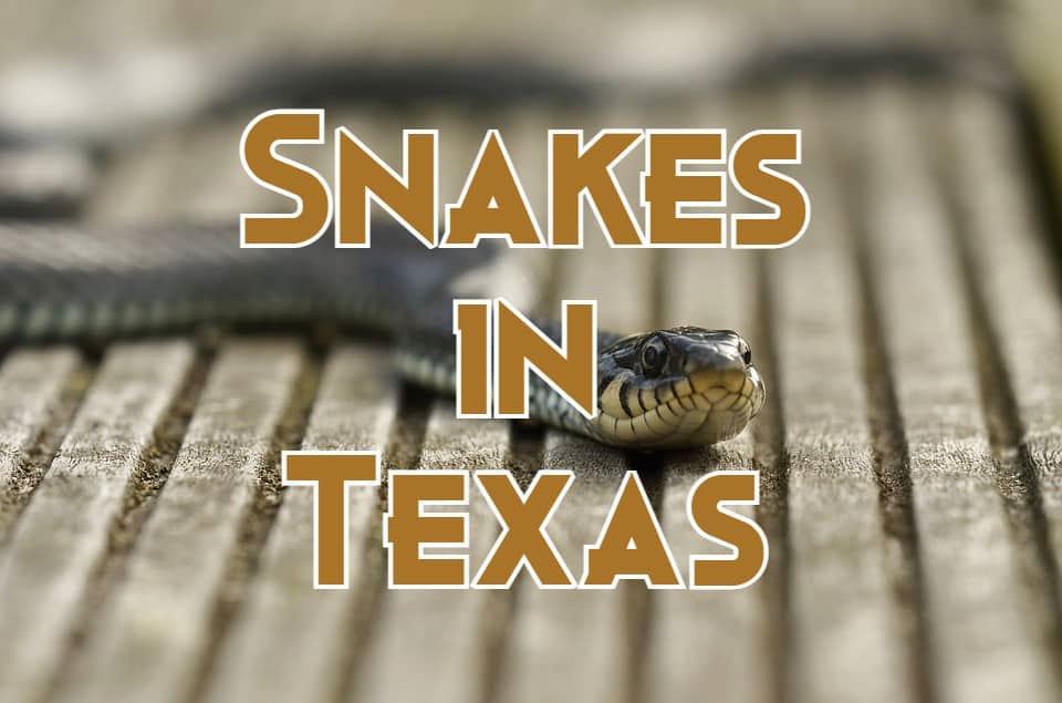 SRC - Texas Snakes & More