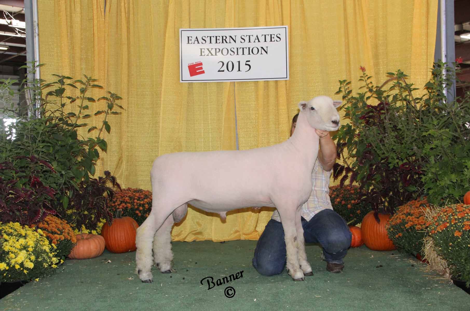 2015 Southdown Sheep Show Pictures