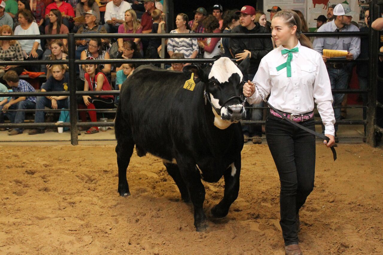 Are Dogs Allowed At Pasco County Fairgrounds
