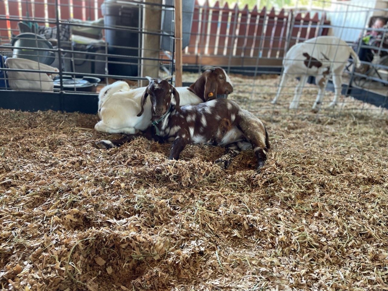 2022 Columbia County Fair & Rodeo Pictures