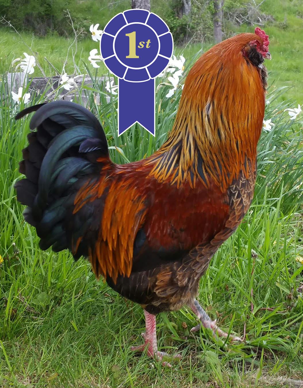 Livestock & Pets Entries