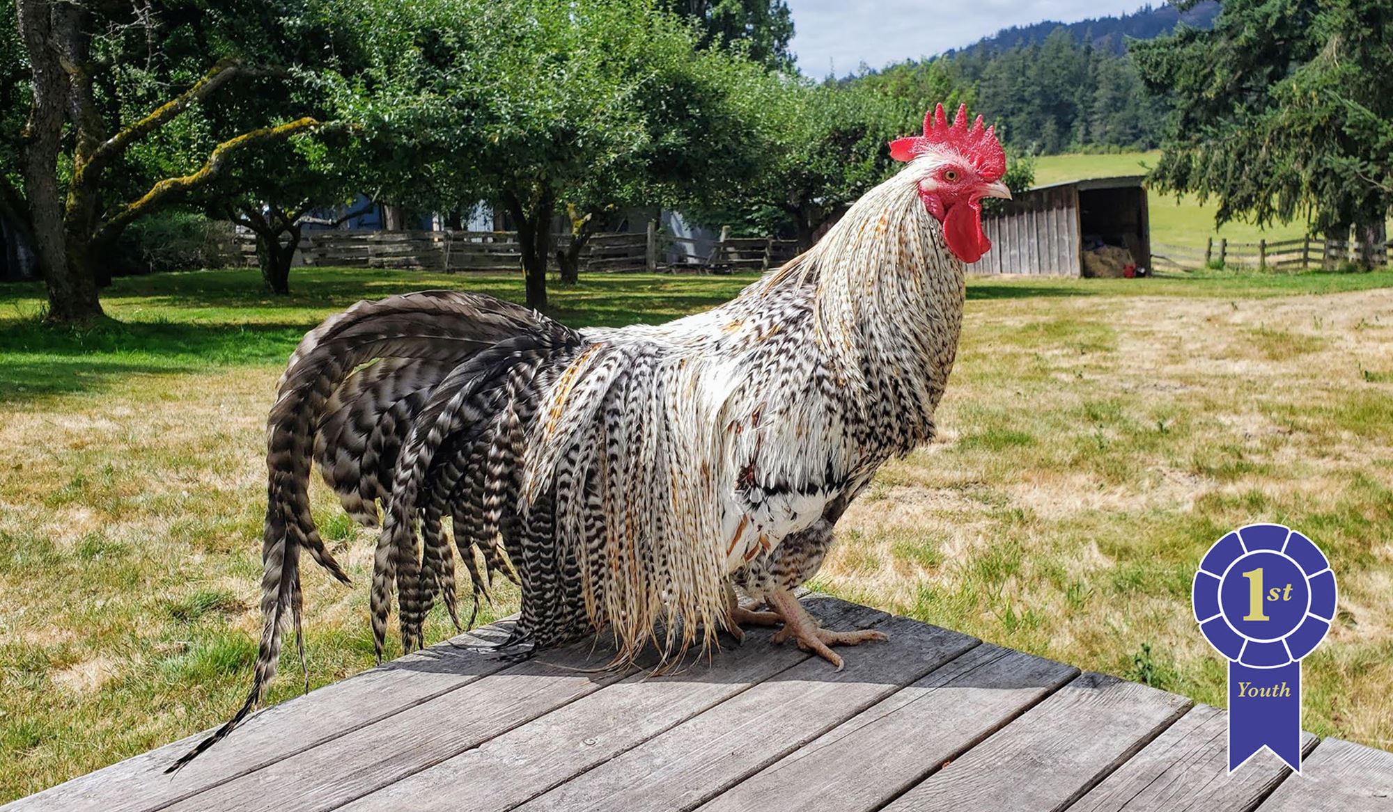 Livestock & Pets Entries