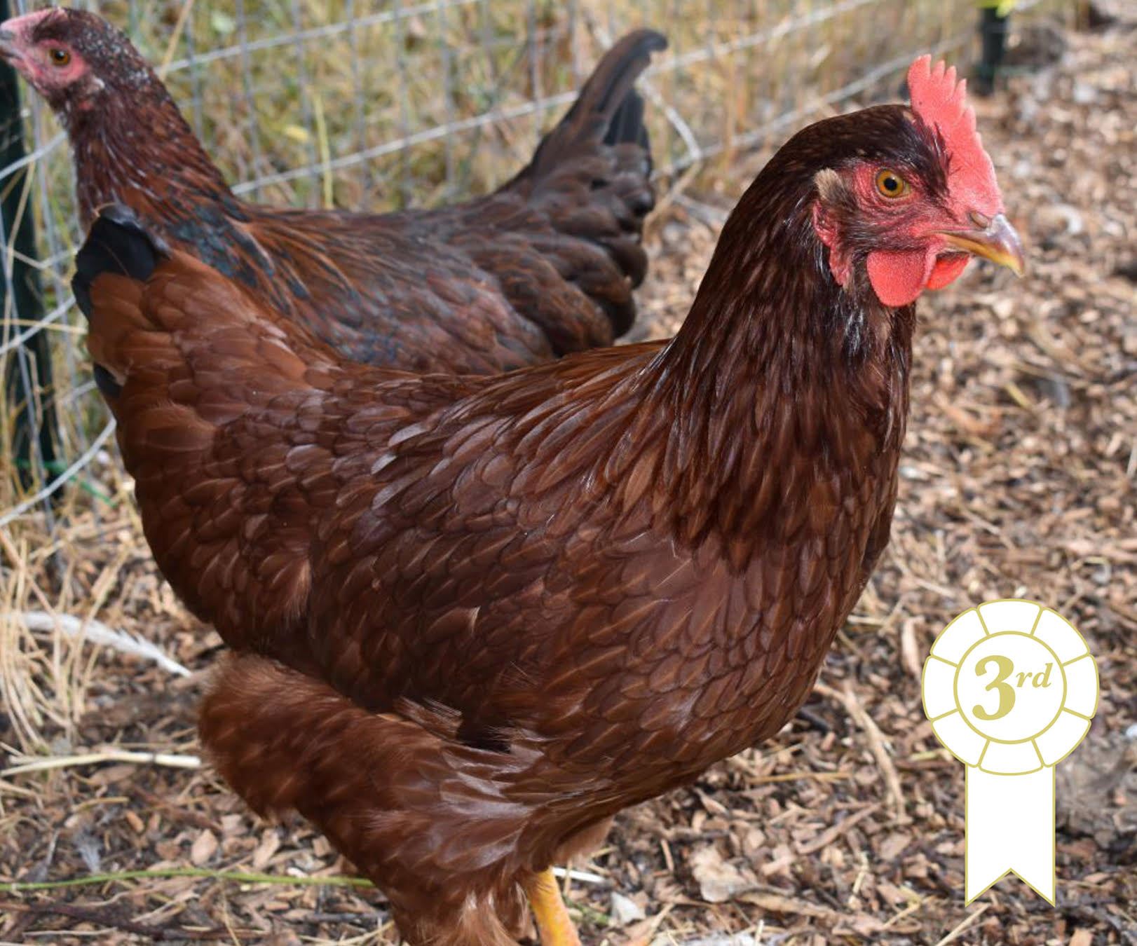 Livestock & Pets Entries