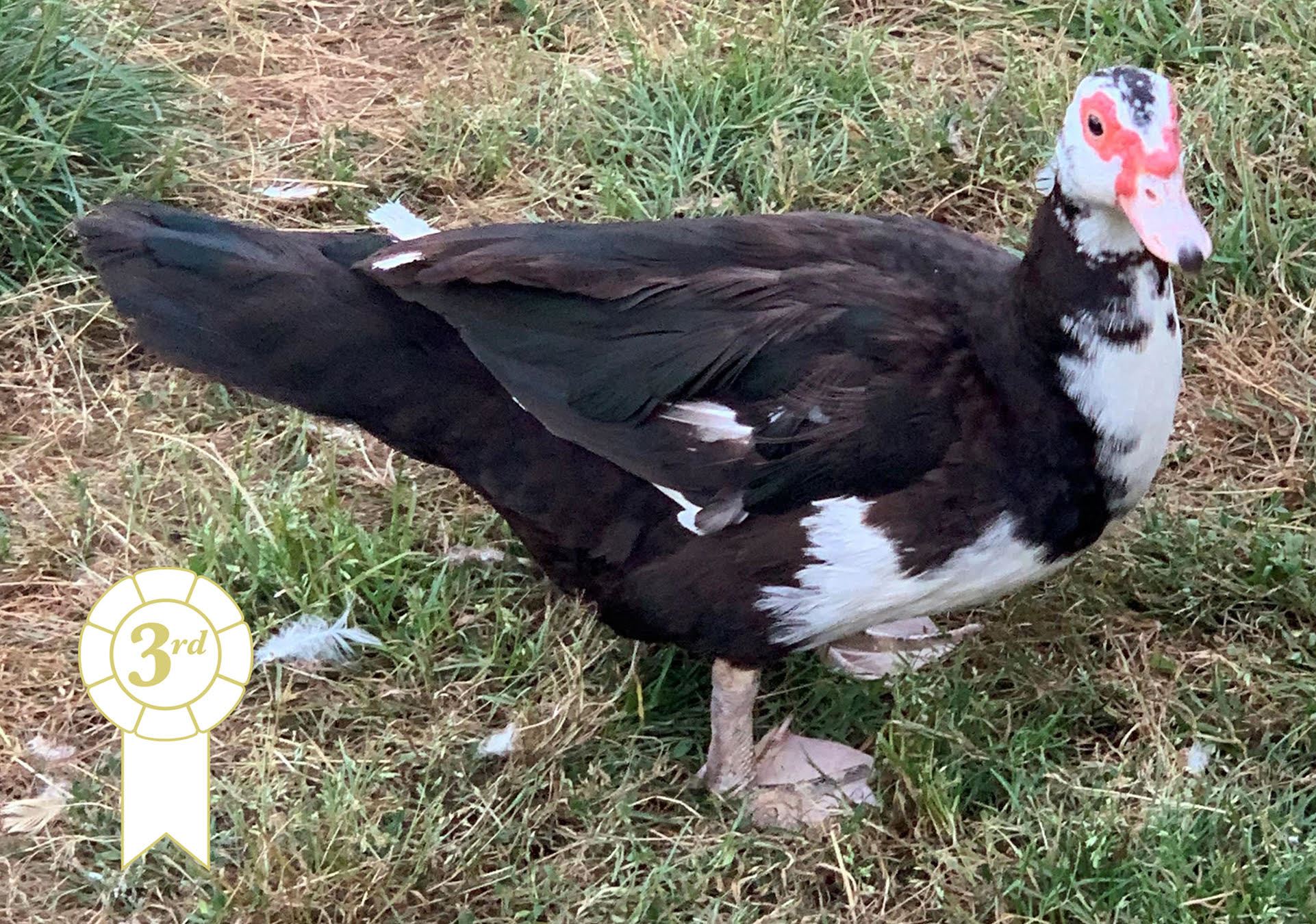 Livestock & Pets Entries