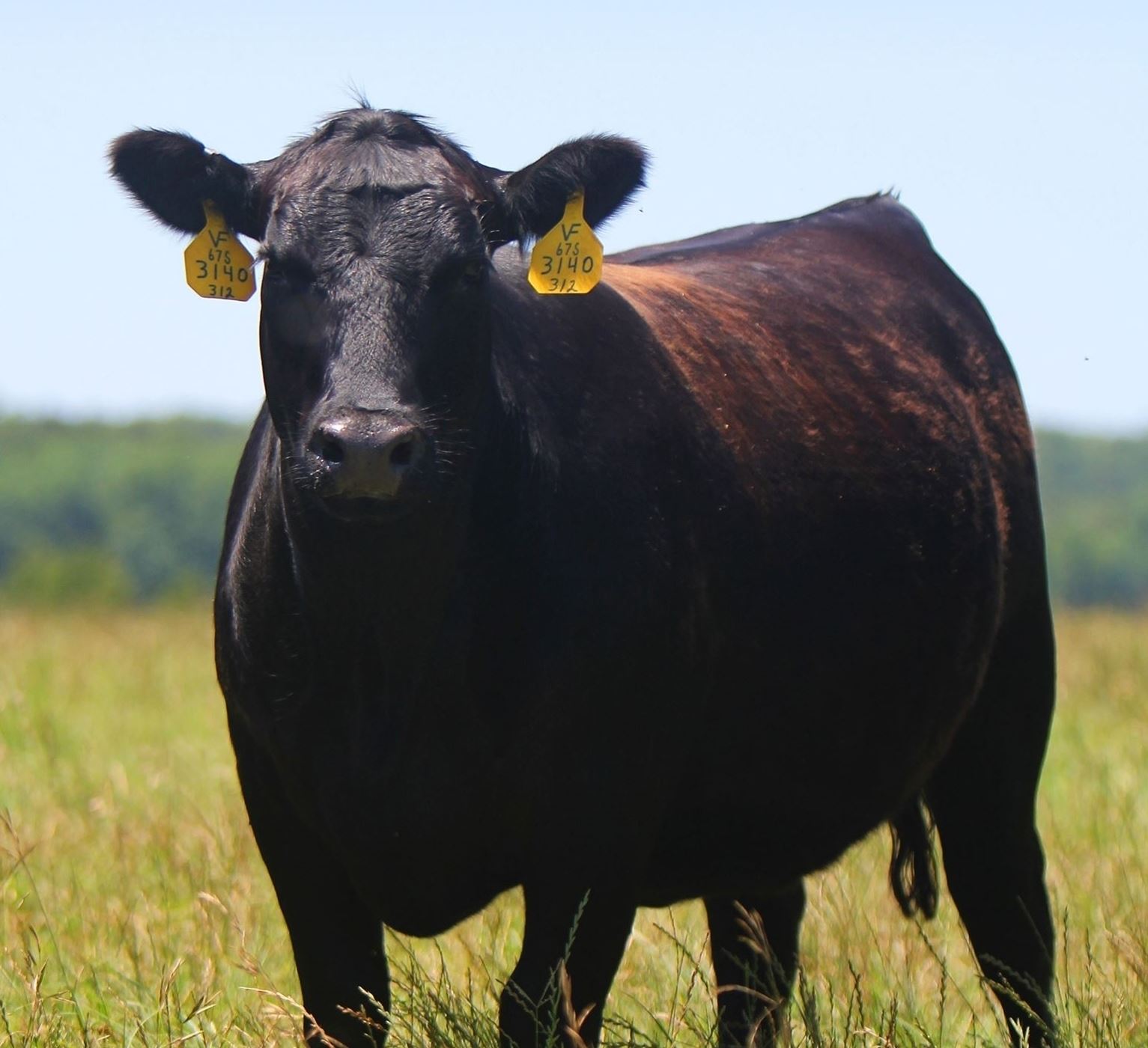 Alabama Beef Cattle Facts