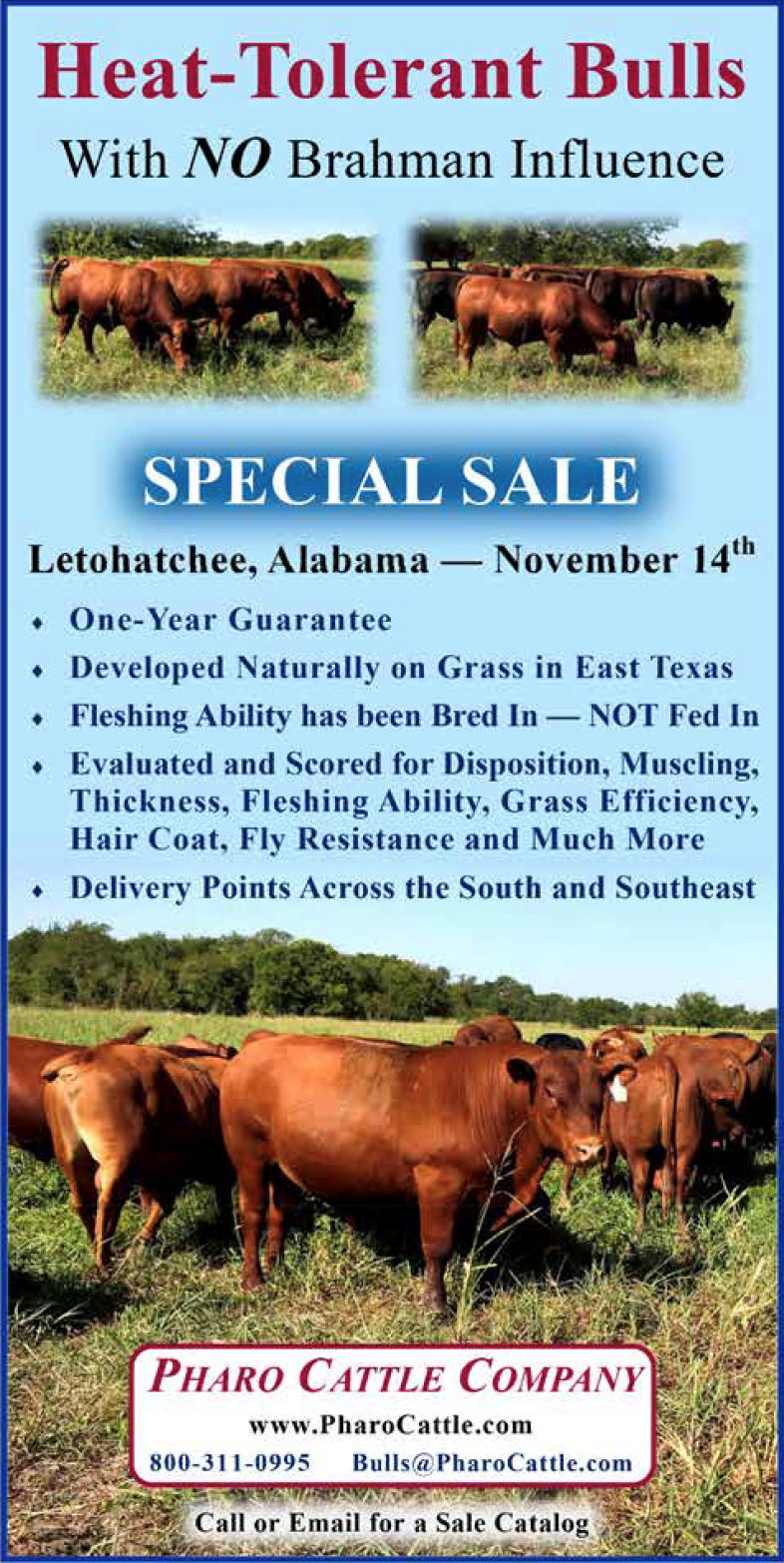 Pharo Cattle Company Special Sale