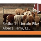 Bedford's Lincoln Pike Alpaca Farm, LLC