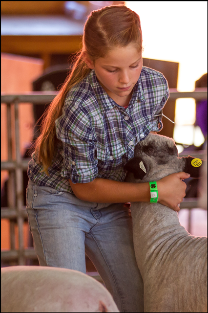 Photo: young 4-H girl holding her sheep's head during showing 