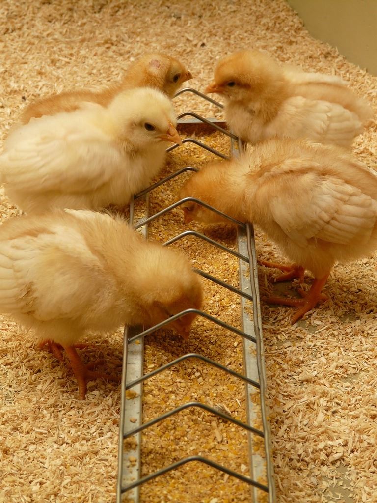 Baby chicks eating grain