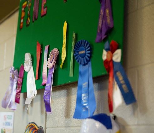 Fair ribbons hanging on a winning exhibit