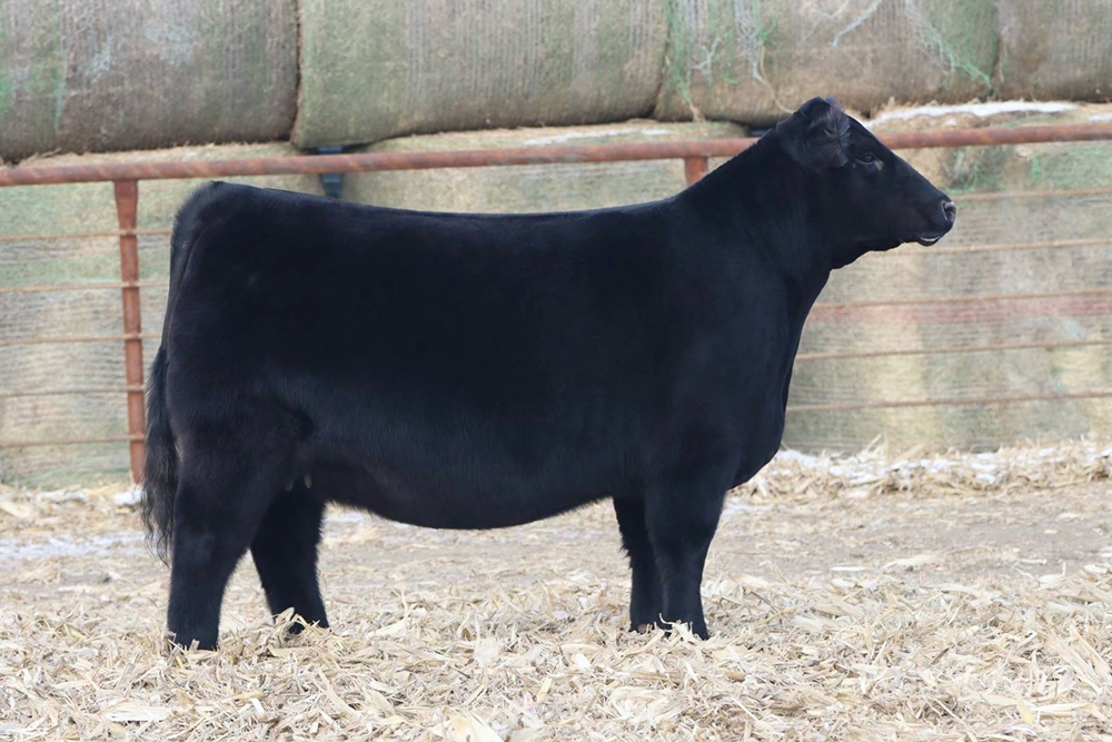 SHE SELLS as Lot 5 - BHSS Chi-Influenced Show/Sale
JHC/JAC Ms. Haddy 525H
Sire: JAC DADDYS MONEY E19
Dam: JHC MS. FLAVORS 631Z
DOB: 5/11/20
4.42% Chi  /  27.65% MA
Bred To: STEVENSONS TURNING POINT
Due: 3/20/22
Owned By: Charlee Joy Holt 