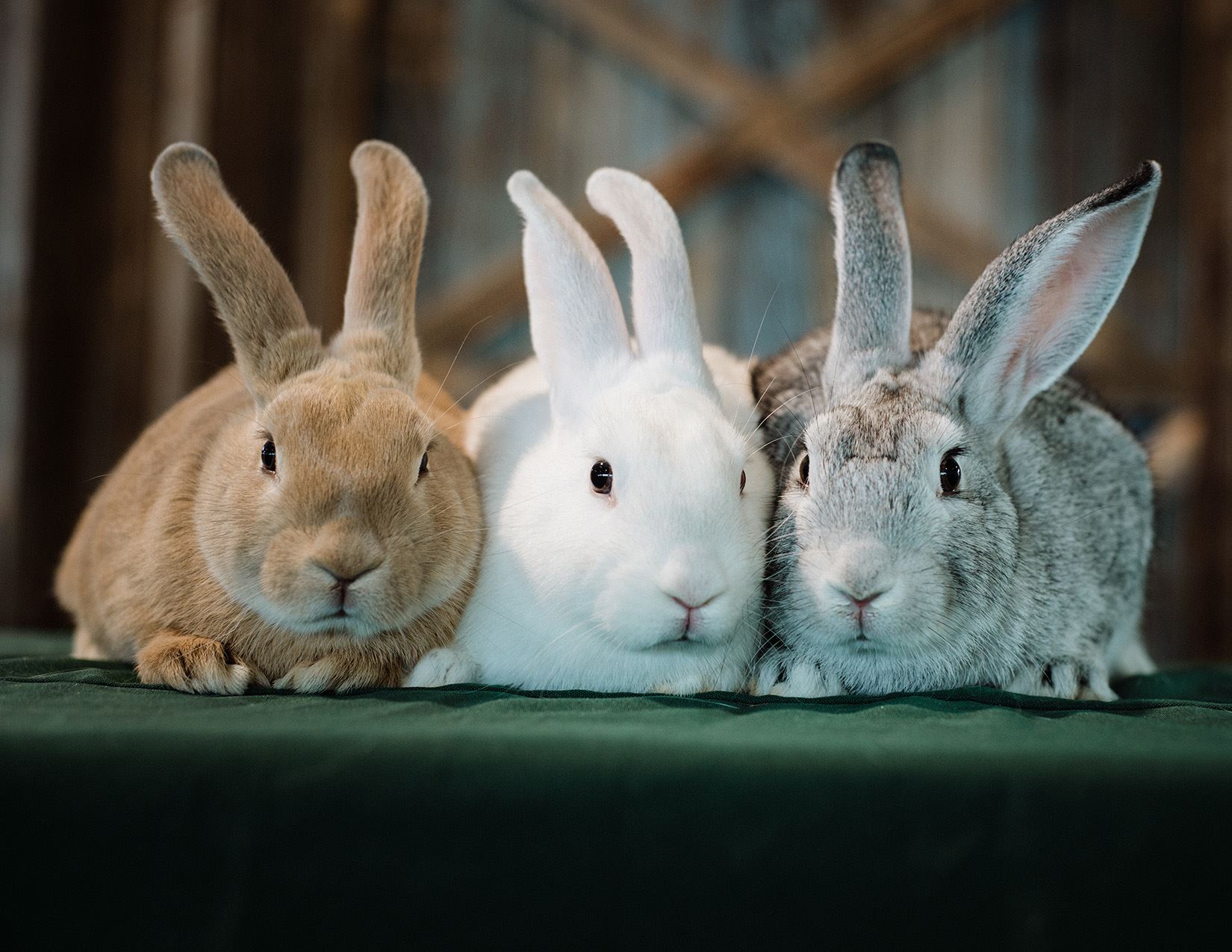 4-H and FFA Rabbit Show