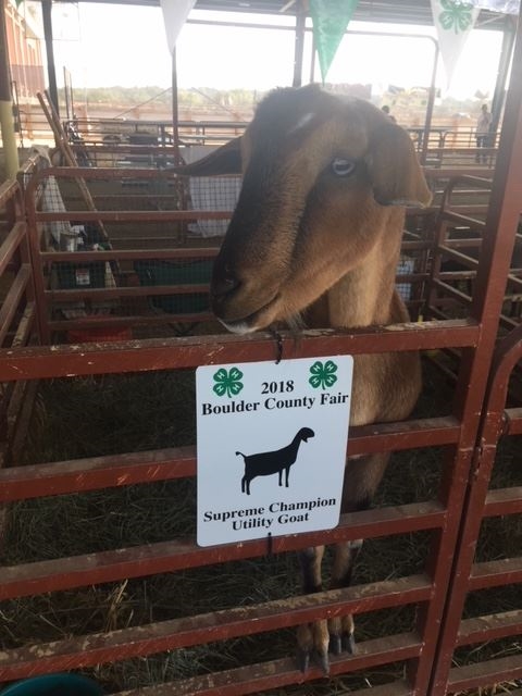 Snickers, the 2018 Utility Goat Champion!