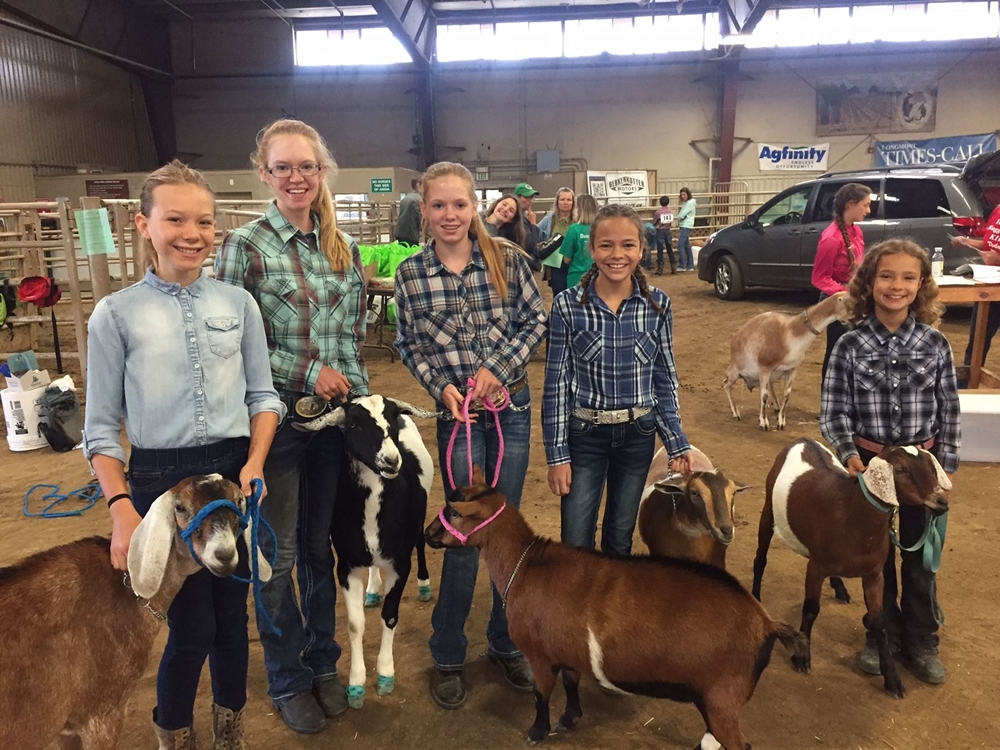 Utility Goats and their 4-H people