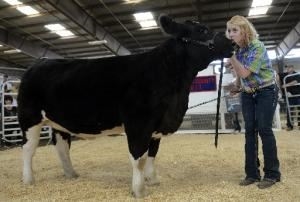 A 4-H youth showing her Beef project at the fair