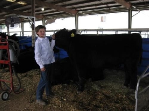 4-H boy holds his black steer while waiting for his class