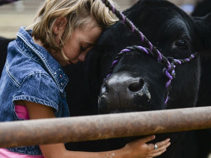 A young girl hugging her black steer