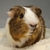 Close up of Brown and white Cavy in 4-H Show