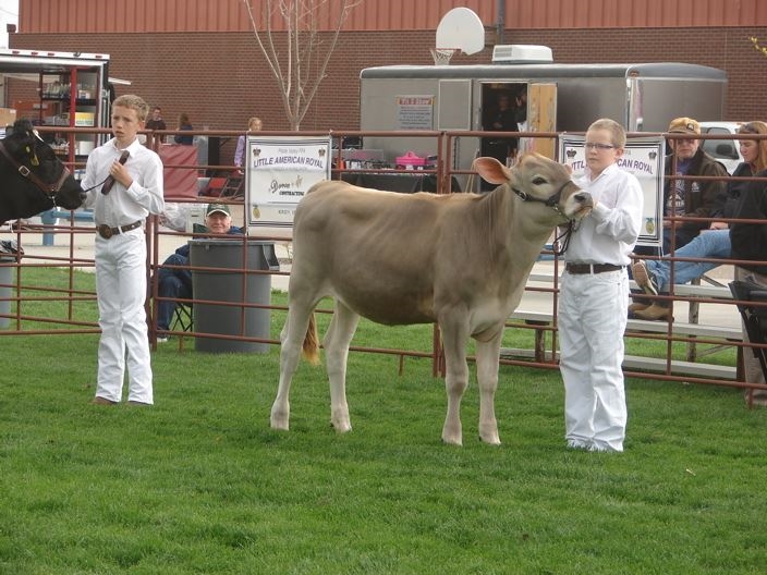 A4-H boy showing her Brown Swiss calf in a class
