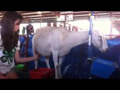 4-H youth milking her white dairy goat