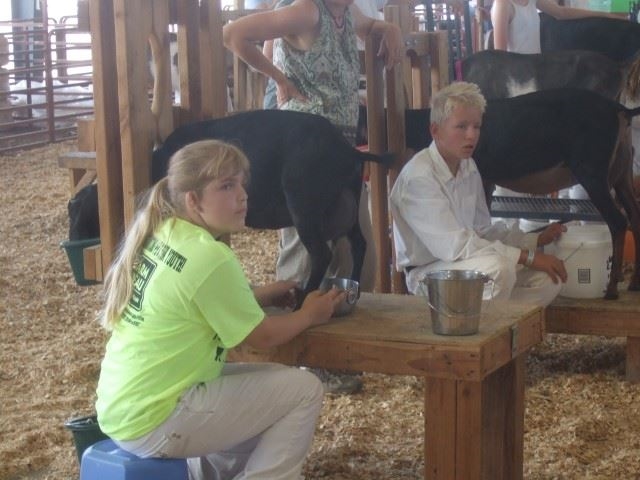 4-H youth milking her black dairy goat